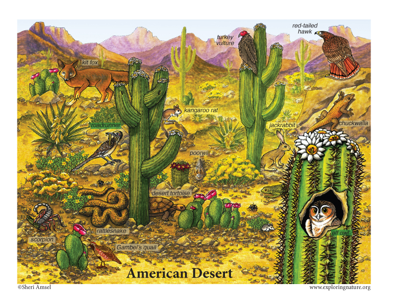 North American Desert Posters, sonoran desert posters