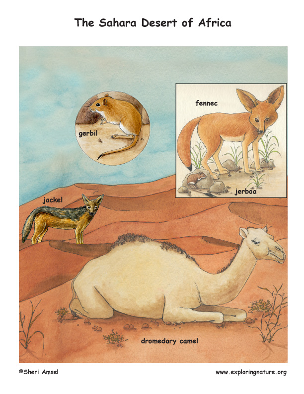 sahara desert animals and plants