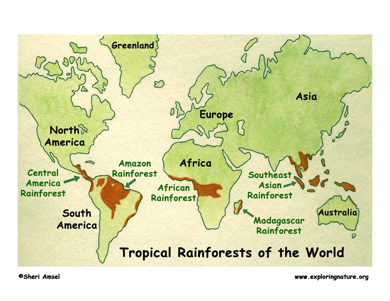 Habitat Map Rainforest All 