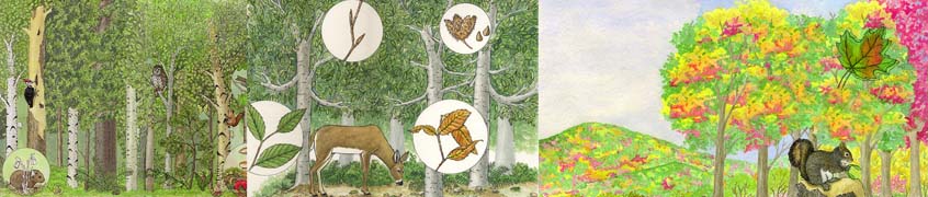 Forests of the World