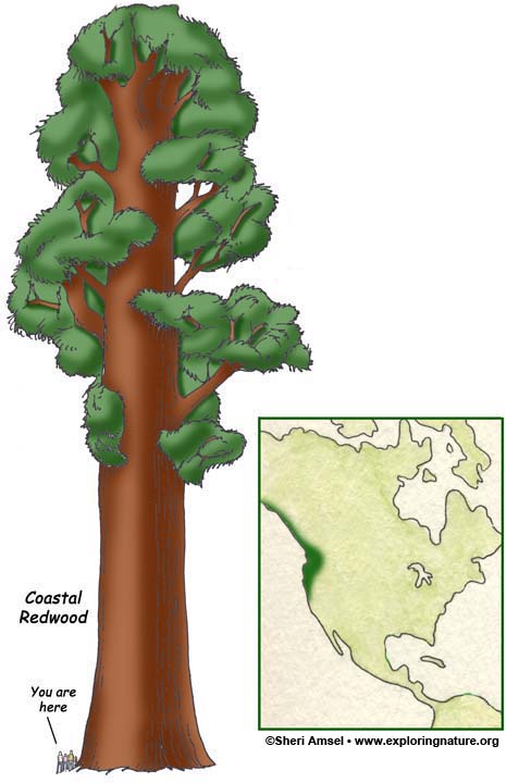 Temperate Rainforests Temperate Rainforests