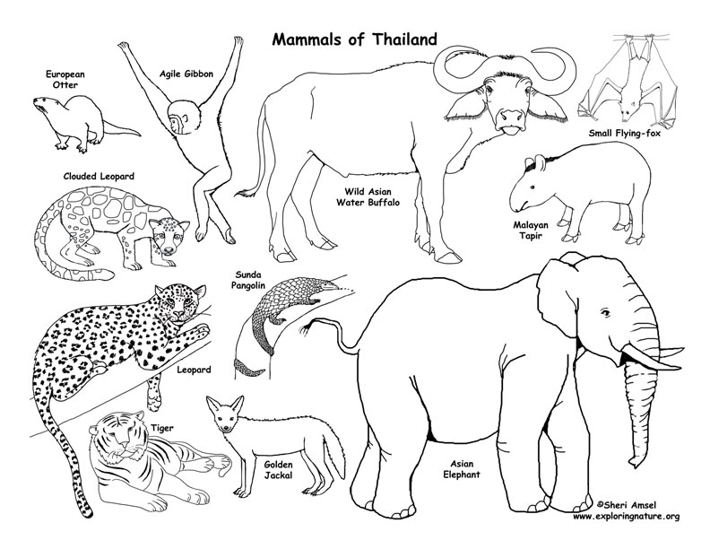 Download Thailand - Habitats, Animals and Activities