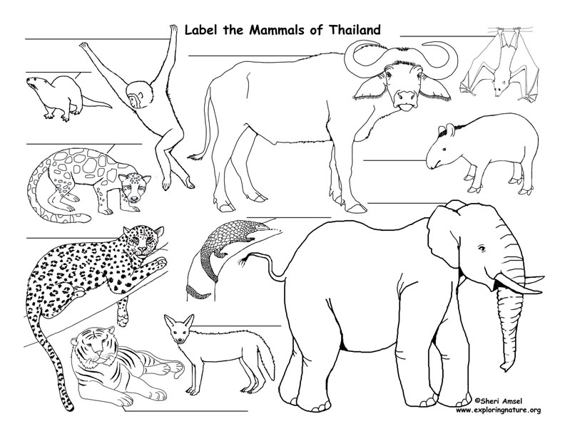 Thailand - Habitats, Animals and Activities