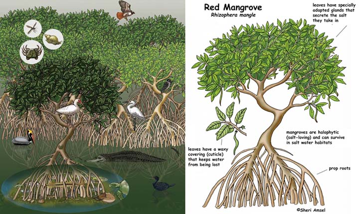 [DIAGRAM] Contoh Diagram Hutan Mangrove - MYDIAGRAM.ONLINE