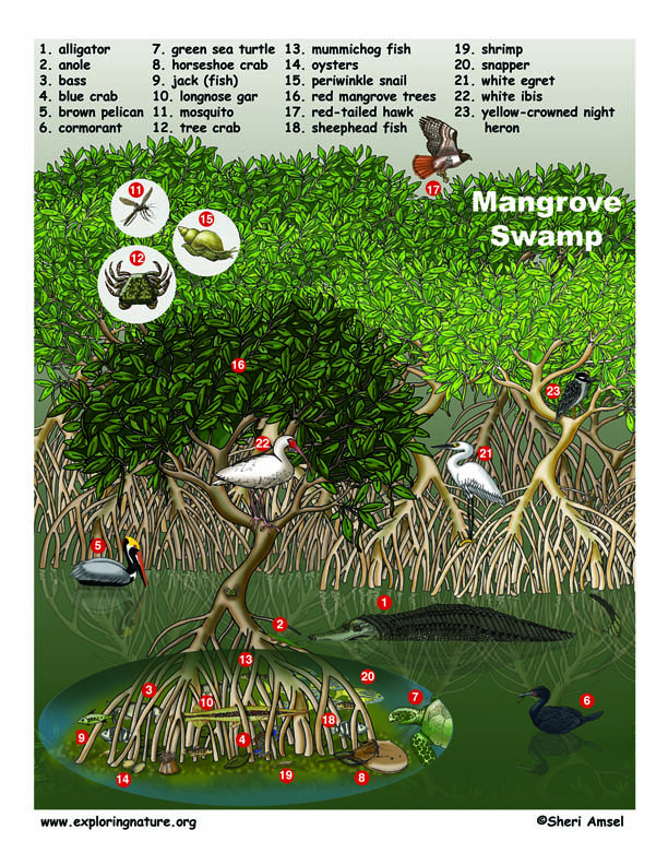 Mangrove Swamp
