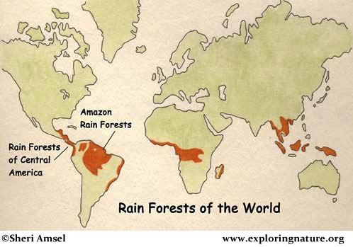 Amazon Rainforest Of South America