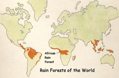 African Rainforest