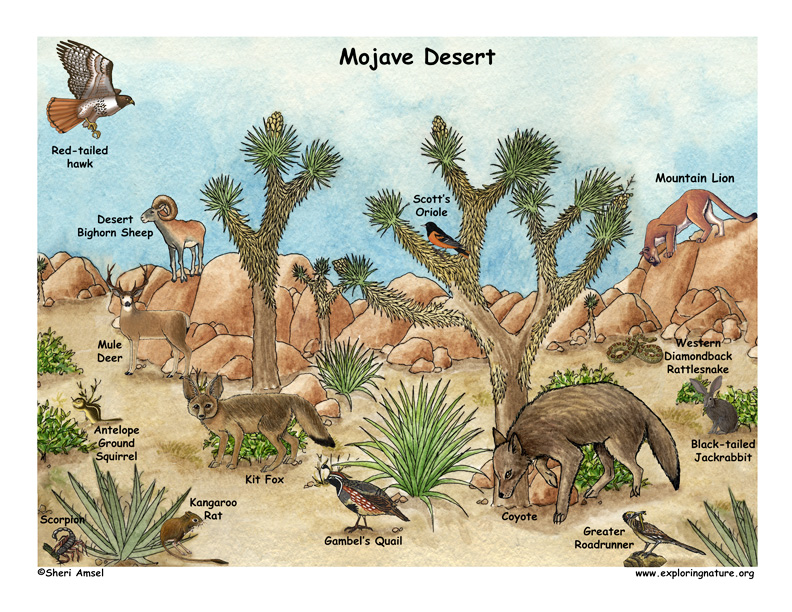 mojave desert fauna