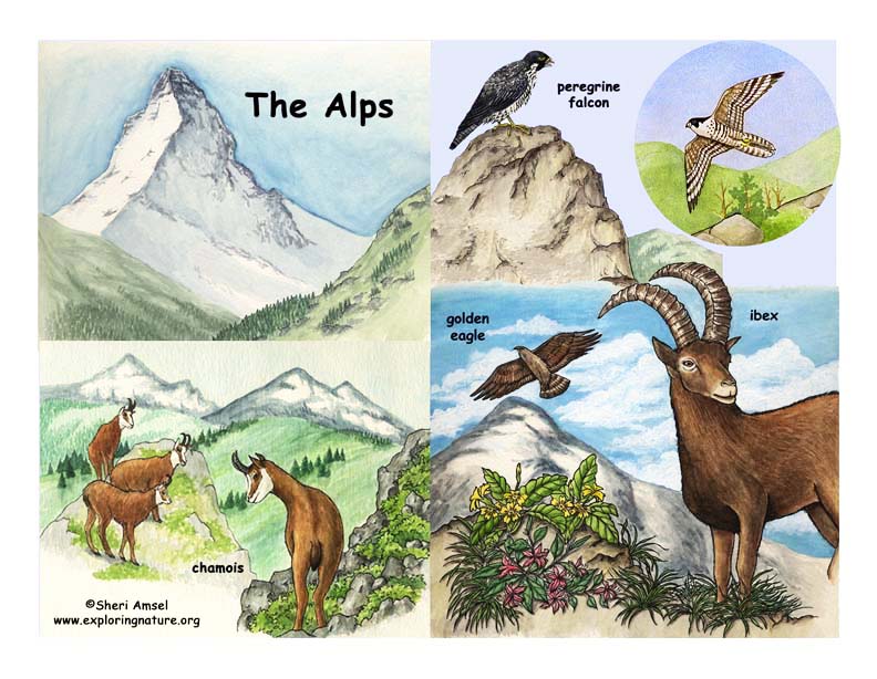 alpine food web