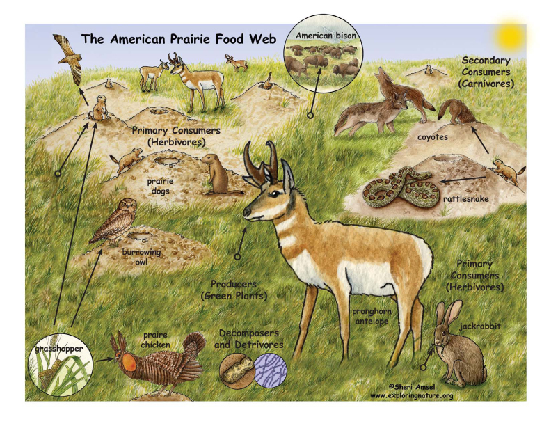 North American Prairie North American Prairie