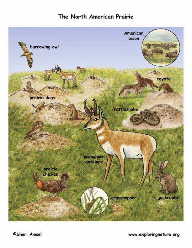 Biotic features of a grassland