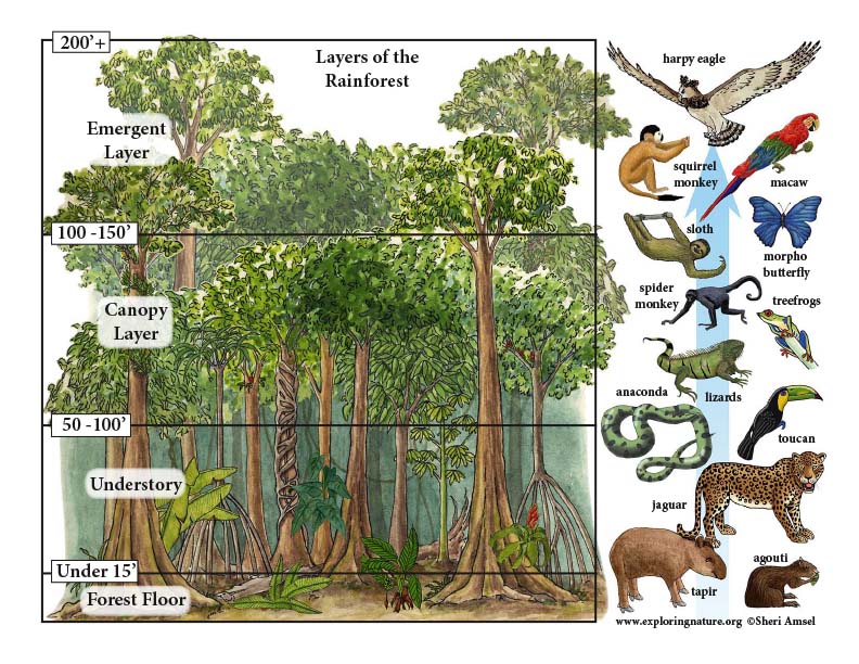 Rainforest Layers Mini Poster