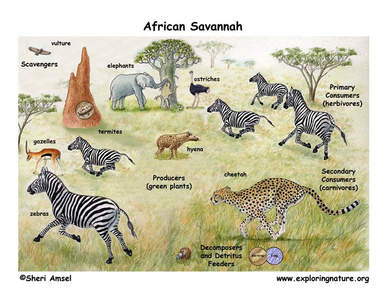 African Animals Chart