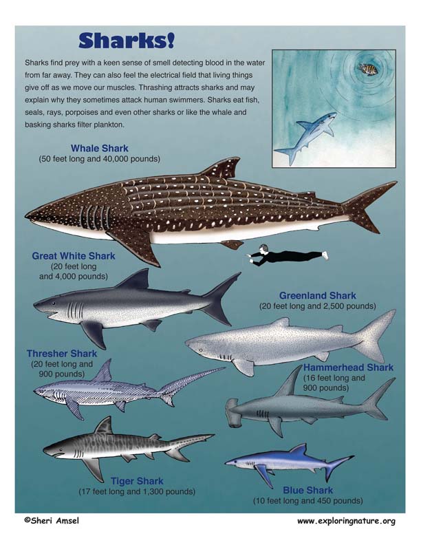 Shark Species Size Chart