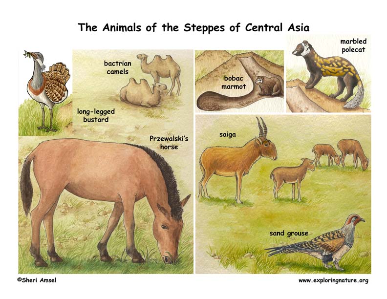 Steppes of Central Asia Steppes of Central Asia