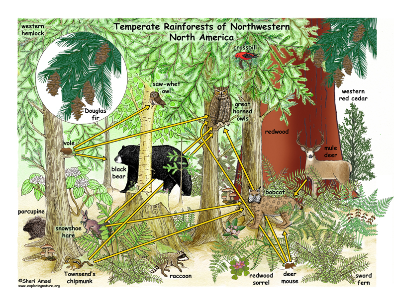 temperate rainforest animals food web