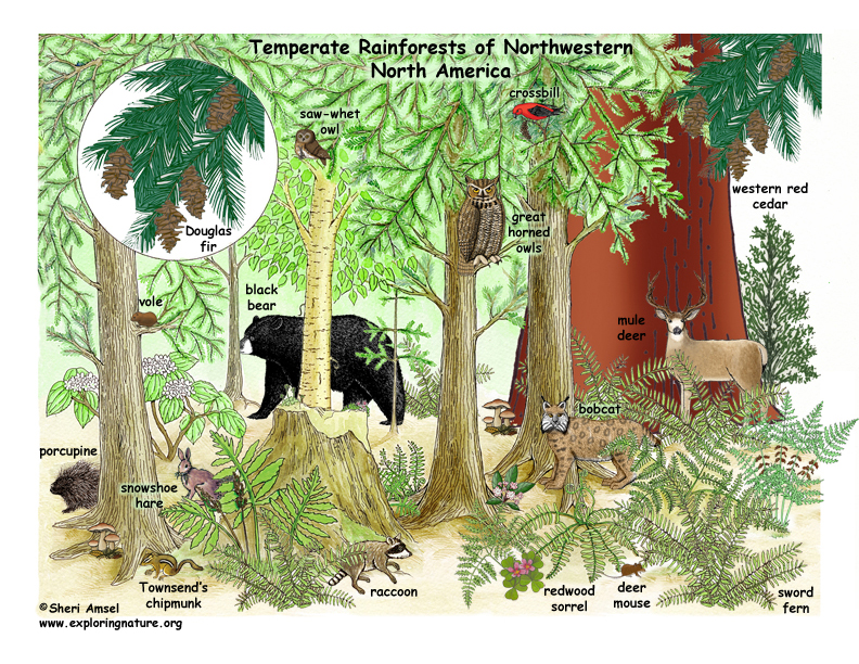 How Do Animals Adapt to the Temperate Rainforest?