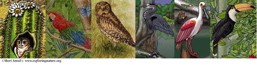 Birds of Prey unit study  Bird unit study, Birds of prey, Owl coloring  pages