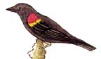 Blackbird (Red-winged)
