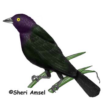 Blackbird (Brewer's)