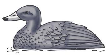 Duck (Blue)