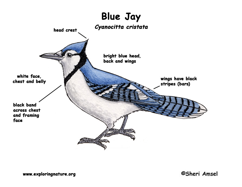 Jay (Blue)