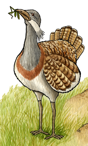 Bustard (Great)