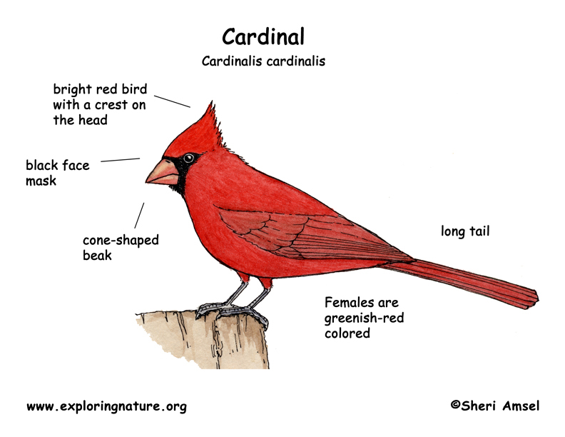 Cardinal Birds Bird Coloring Drawing Cardinals Cycle Draw Facts Diagram Exp...