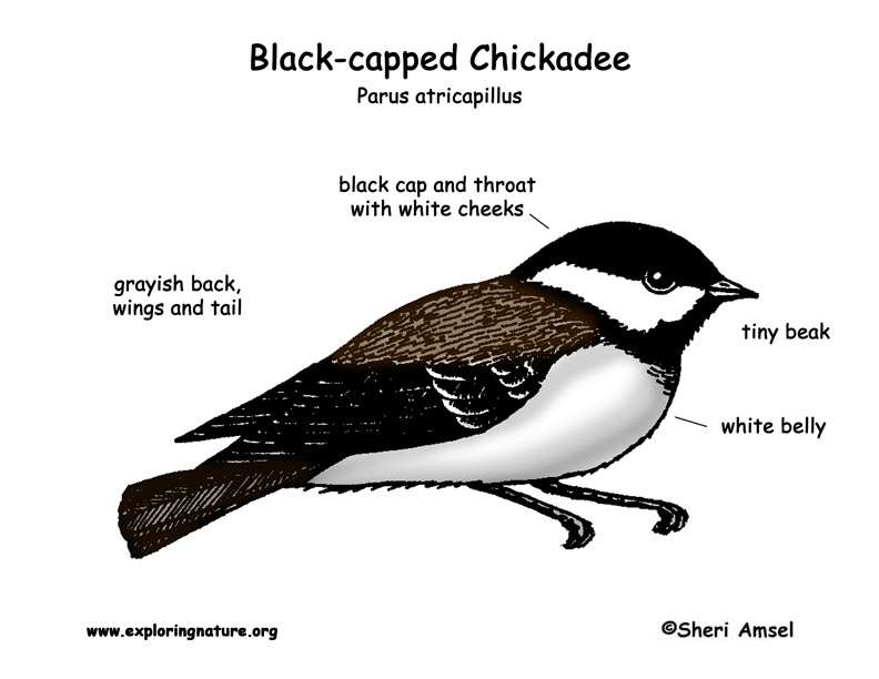 Chickadee (Black-capped) -- Exploring Nature Educational Resource