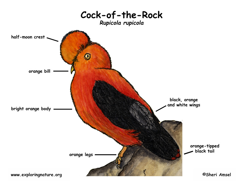 Cock On A Rock 103