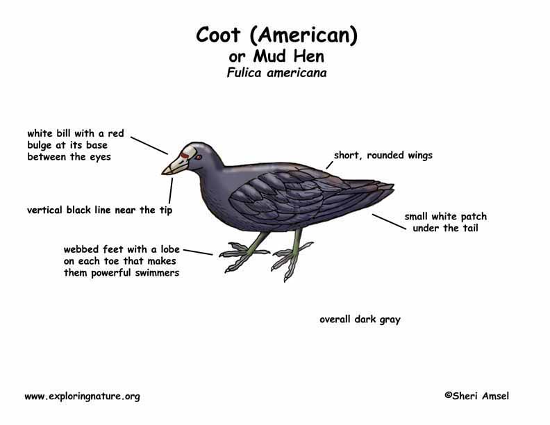 American Coot Diet