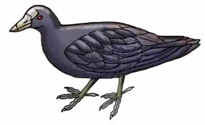 Coot (American) or Mud Hen