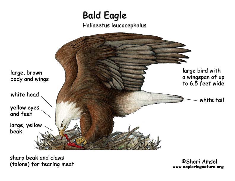 Eagle (Bald) Eagle (Bald)