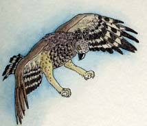 Eagle (Crowned)