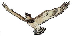 Eagle (Harpy)