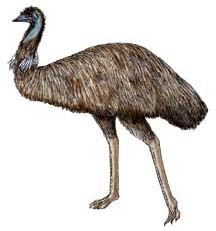 Emu