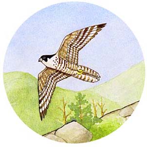 Falcon (Peregrine)