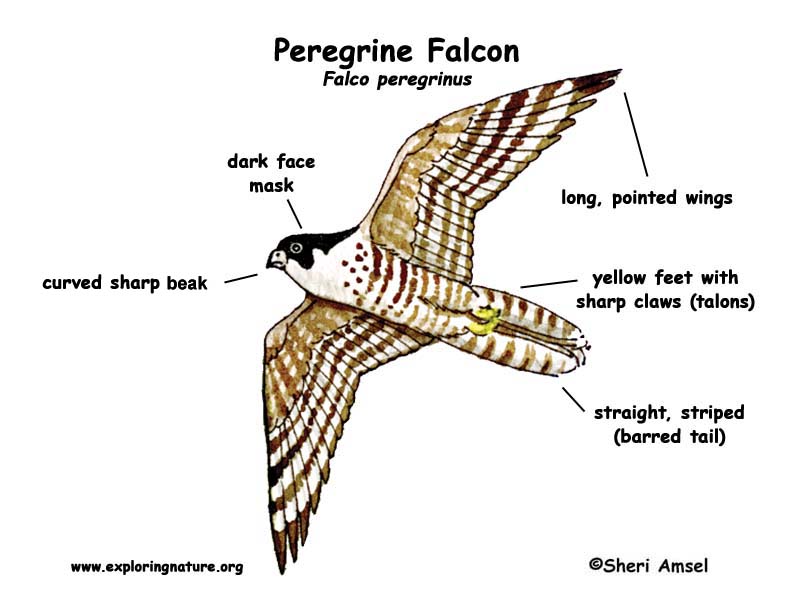 falcon wing anatomy