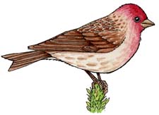 Finch (Purple)