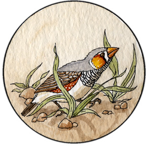 Finch (Zebra)