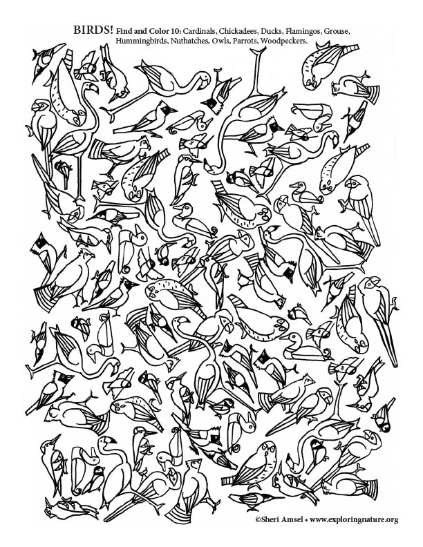 Find and Color 100 Birds