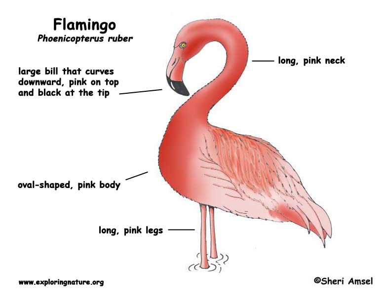 slackajack flamingo