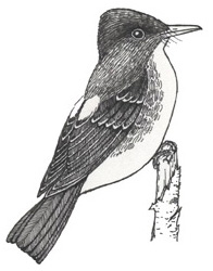 Flycatcher (Olive-sided)