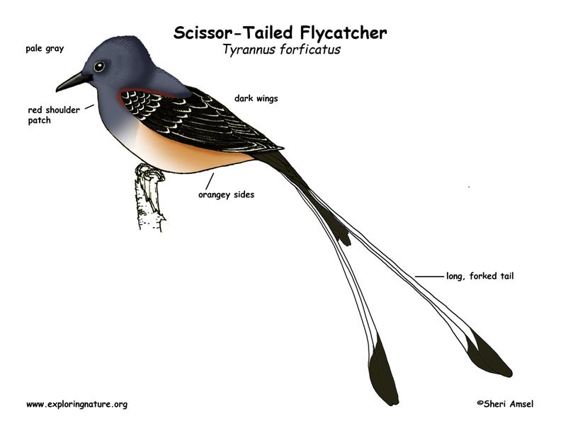 scissor tailed flycatcher coloring pages - photo #7