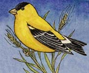 Goldfinch (American)
