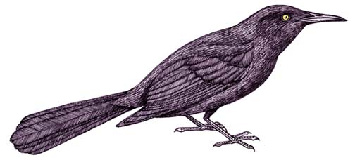 Grackle (Common)
