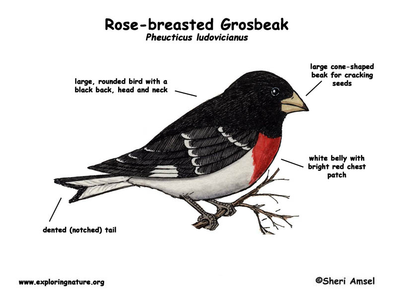 Grosbeak (Rose-breasted)
