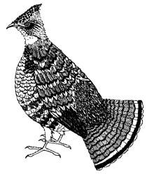 Grouse (Ruffed)