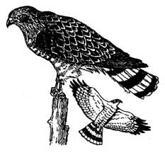 Hawk (Broad-winged)