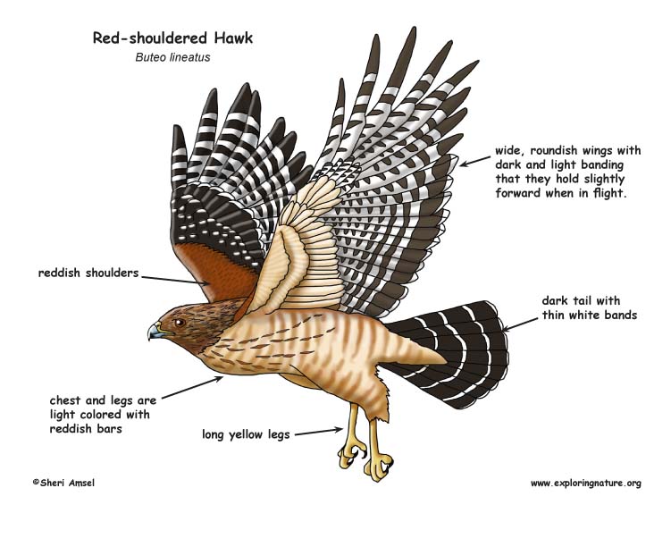 Hawk (Red-shouldered)